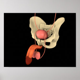 Poster Sistema reprodutivo masculino humano 2