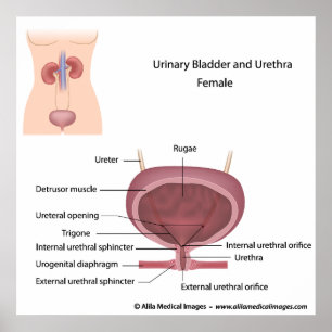Poster Sistema urinário fêmea etiquetado