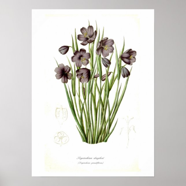Poster Sisyrinchium douglasii (Frente)