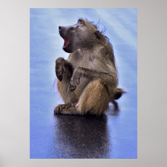 Poster Sitting Baboon (Frente)