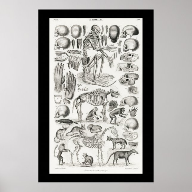Poster Skeleton de animais negros e brancos Mammalia (Frente)