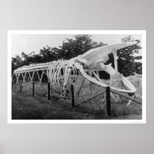 Pôster Skeleton de baleia no Alasca 1922