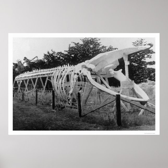 Pôster Skeleton de baleia no Alasca 1922 (Frente)