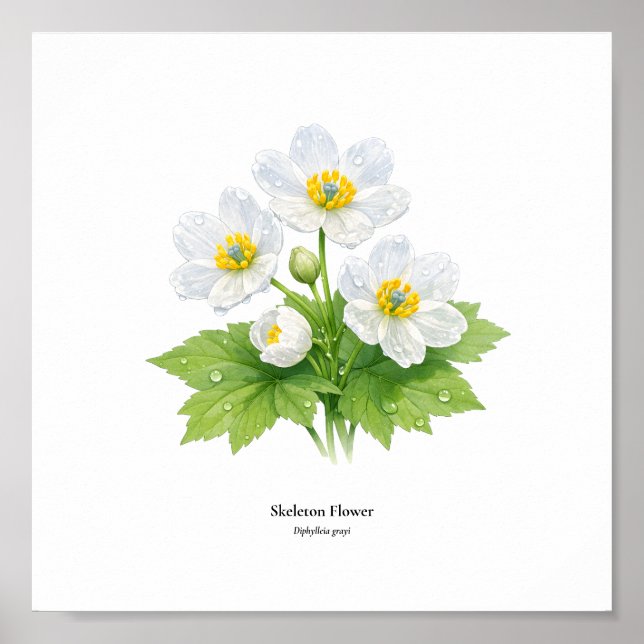 Poster Skeleton Flower Botanical Illustration – Art Print (Frente)
