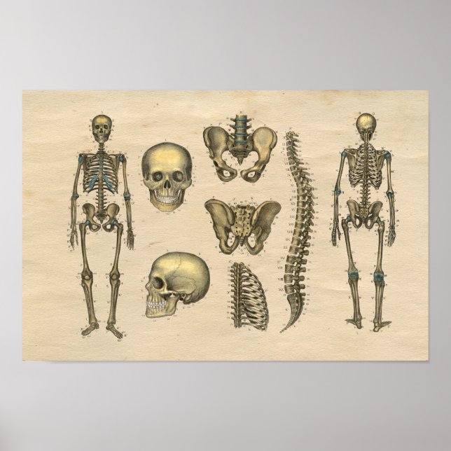 Poster Skeleton humano Anatomia da coluna craniana 1841 I (Frente)