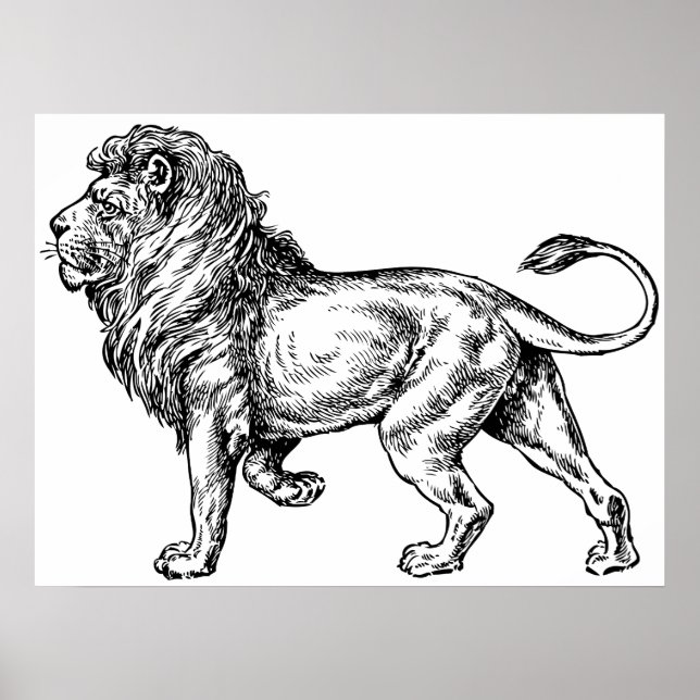 Pôster Sketch do Leão Mpotente (Frente)