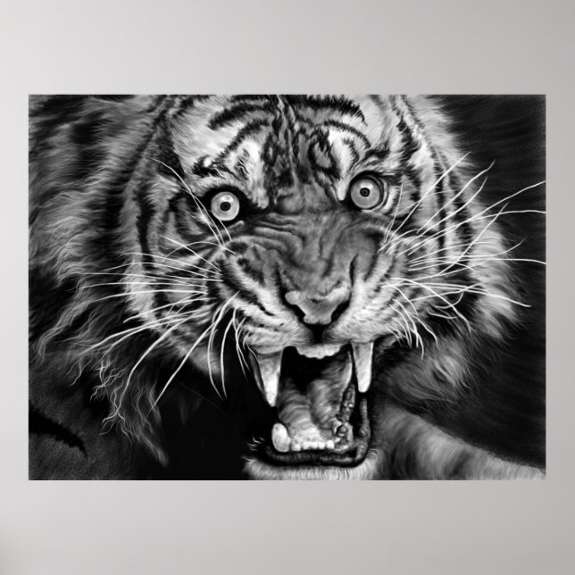 Poster Sketch of a wild tiger in black and whiteblack,whi (Frente)