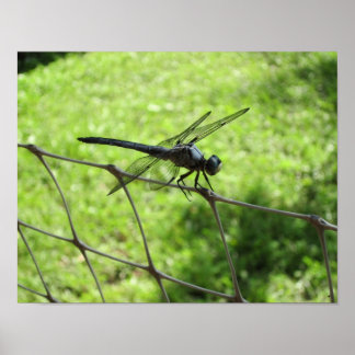 Pôster Skimmer Azul
