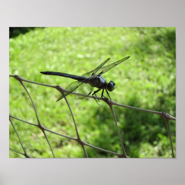 Pôster Skimmer Azul (Frente)