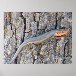 Poster Skink Largo-dirigido