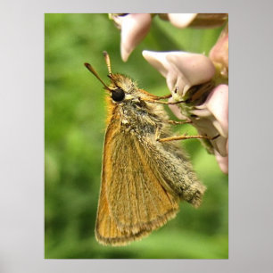 Poster Skipper on Milkweed