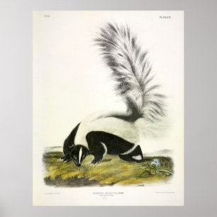 Poster Skunk de cauda grande, gambá encapuzado, por Audu