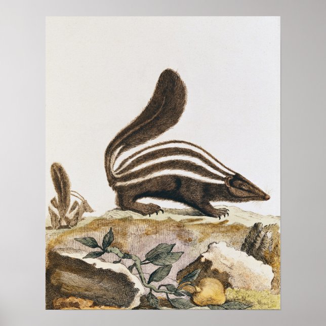 Pôster Skunk, de "Histoire Naturelle" por (Frente)