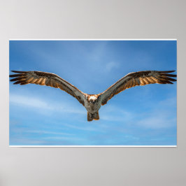 Poster Sky Sovereign: Osprey in Flight