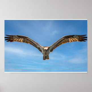 Poster Sky Sovereign: Osprey in Flight