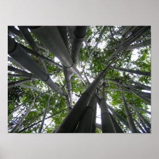 Poster Skyward Bamboo