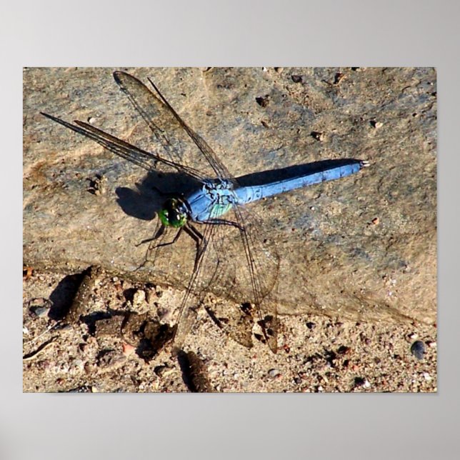 Pôster Slate Blue Dragonfly Nature (Frente)