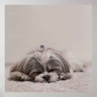 Pôster Sleeping Shih tzu Poster, Cão Dormindo