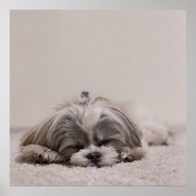 Pôster Sleeping Shih tzu Poster, Cão Dormindo (Frente)