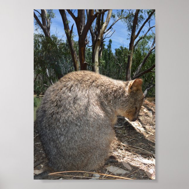 Poster Sleepy Australian Quokka, (Frente)