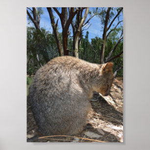 Poster Sleepy australiano Quokka,