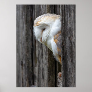 Poster Sleepy Barn Owl