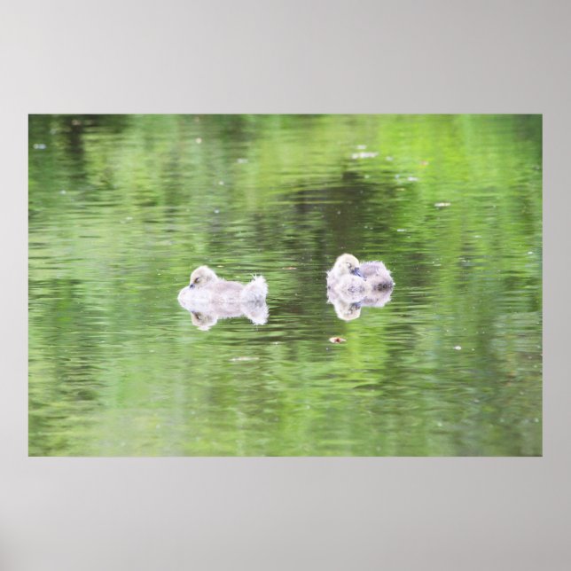 Poster Sleepy Goslings (Frente)