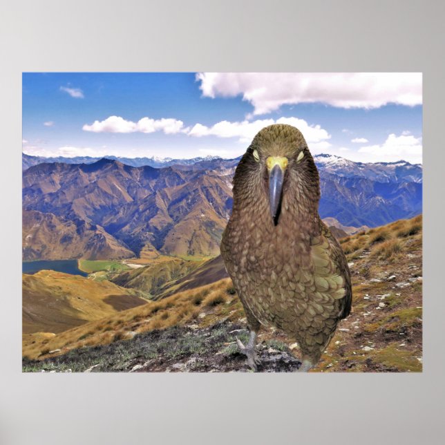 Poster Sleepy Kea (Frente)