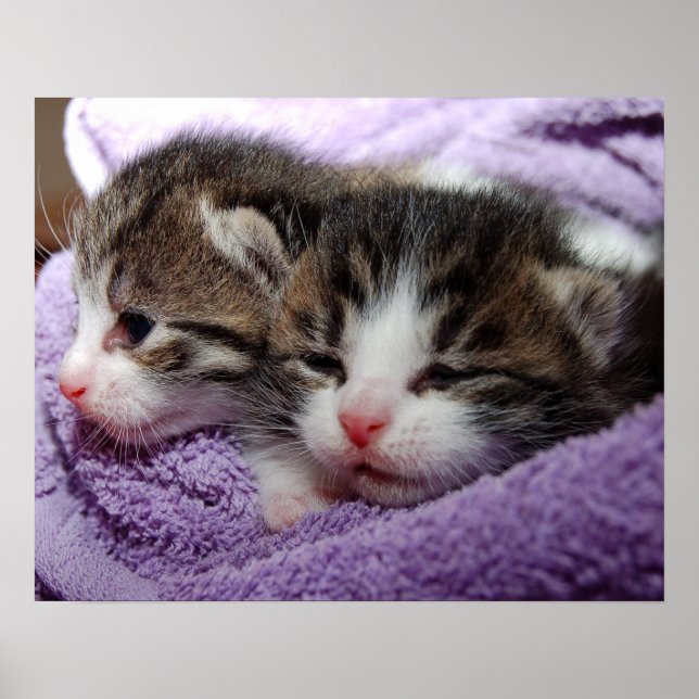 Poster Sleepy kittens (Frente)