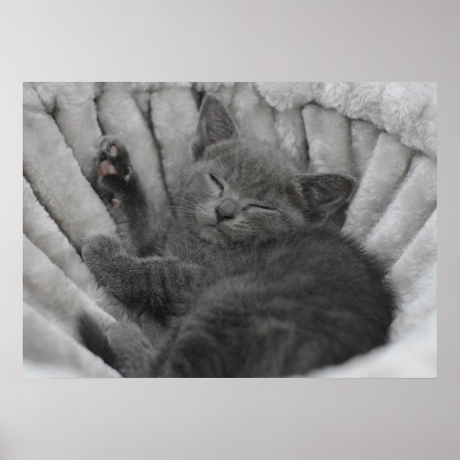 Poster Sleepy kitty (Frente)