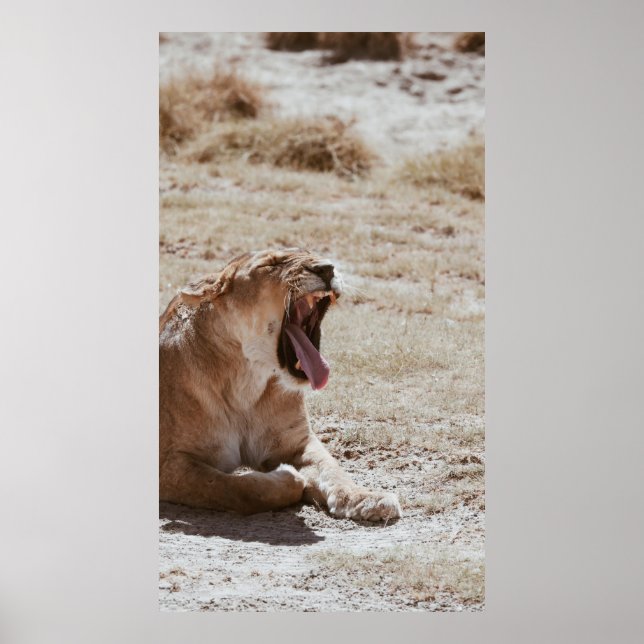 POSTER SLEEPY LION (Frente)