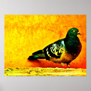 Poster Sleepy Pigeon