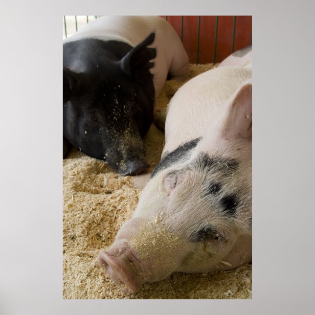 Poster Sleepy Swine (Frente)
