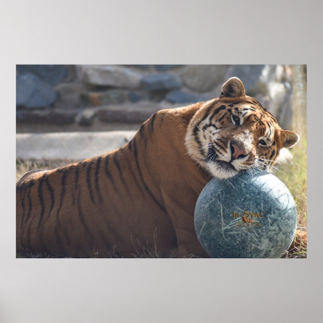 Poster Sleepy Zachariah (Frente)