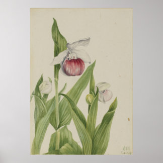 Poster Slipper (Cypripedium reginae)