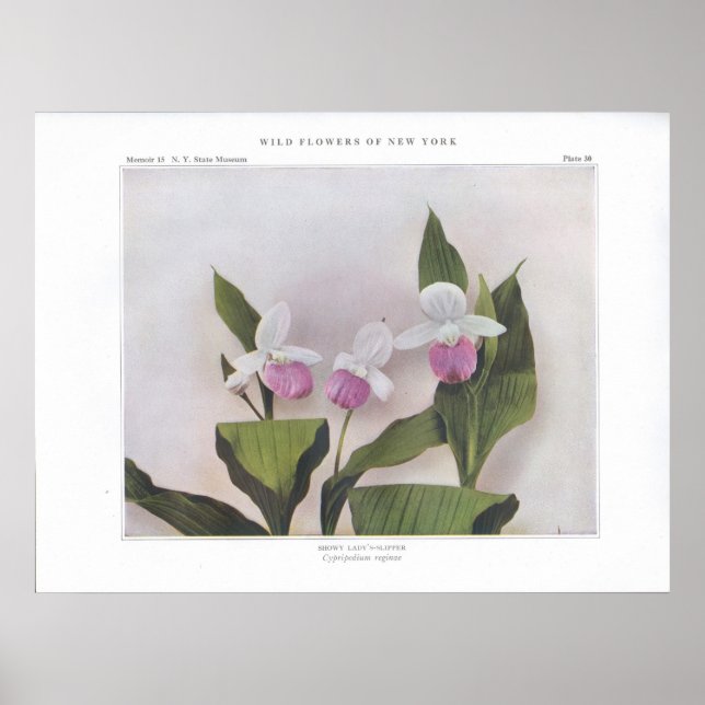Poster Slipper de Lady Showy - Cypripedium reginae (Frente)
