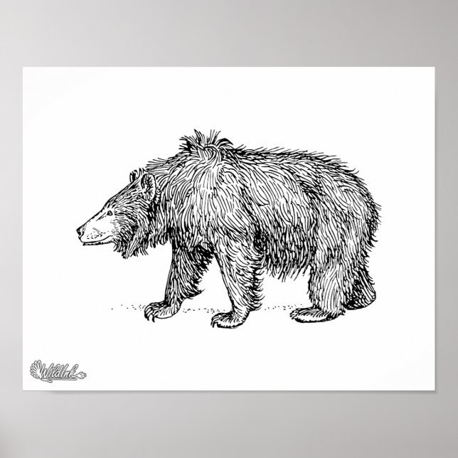 Poster Sloth Bear (Frente)