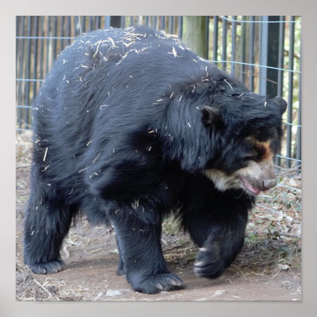 Poster Sloth Bear (Frente)