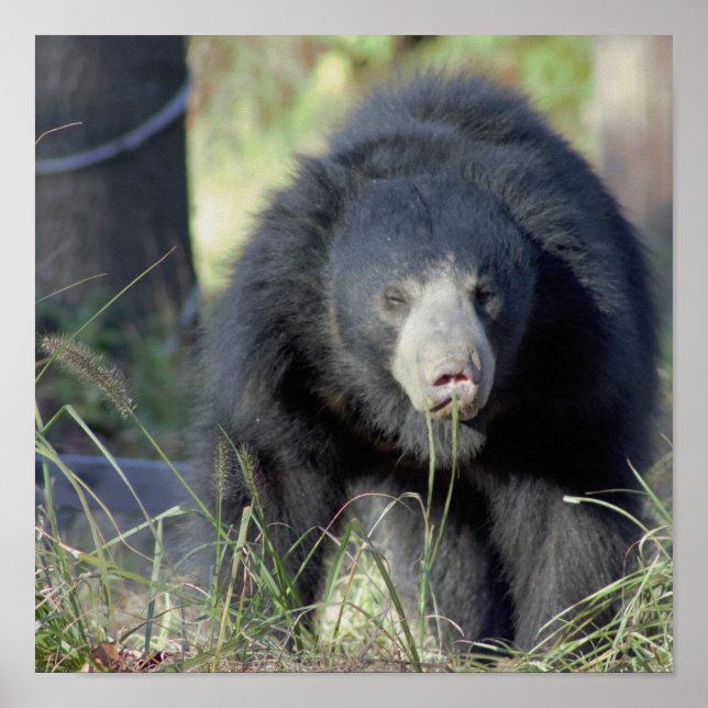 Poster Sloth Bear (Frente)