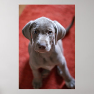 Pôster Slovakian Rough Haired Pointer 2