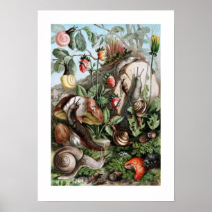 Poster Slugs e caracóis