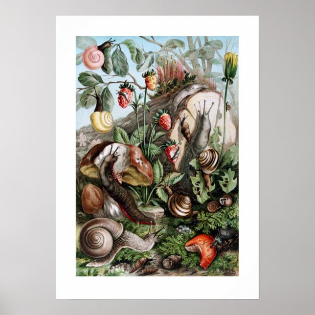 Poster Slugs e Caracóis (Frente)