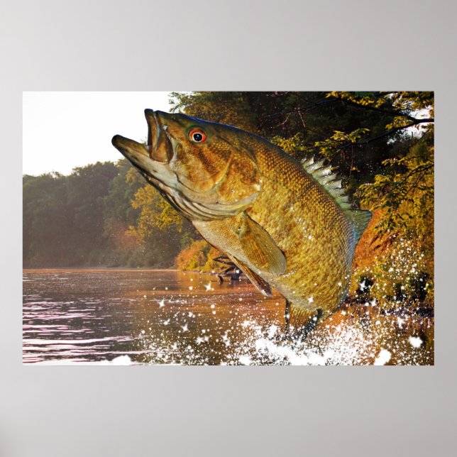 Poster Smallmouth Bass (Frente)