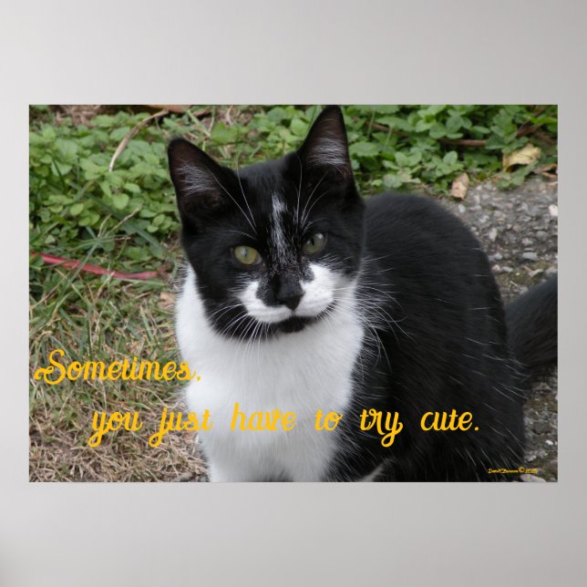 Poster Smiler says- Sometimes, you just have to try cute. (Frente)