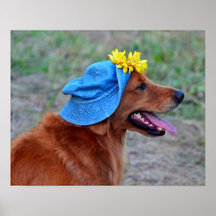 Poster Smiling Golden Retriever in Hat