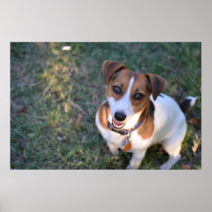 Poster Smiling Jack Russell Terrier