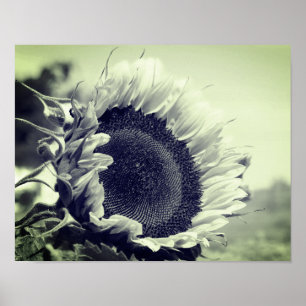 Poster Smiling Sunflower Black And White Close Up