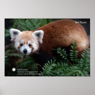Poster Smithsonian Panda Vermelha
