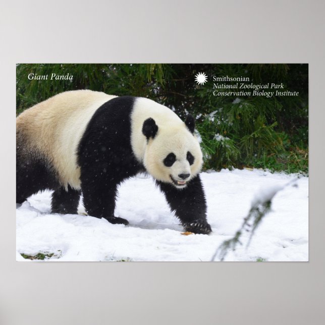 Poster Smithsonian | Pandas Gigantes Na Neve (Frente)