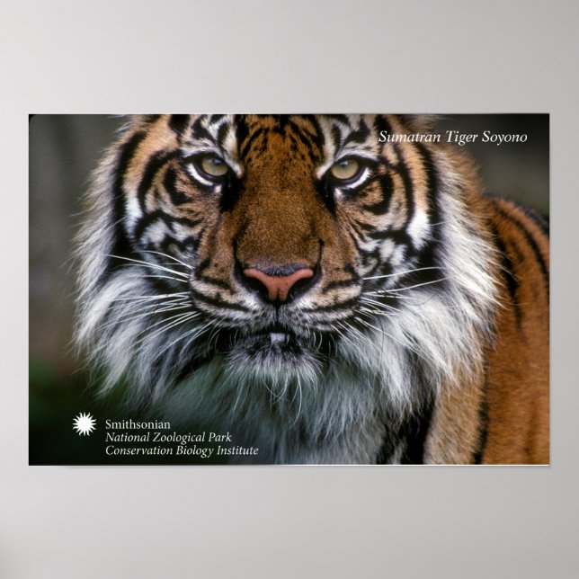 Poster Smithsonian | Sumatran Tiger Soyono (Frente)